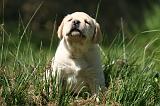 LABRADOR 1172